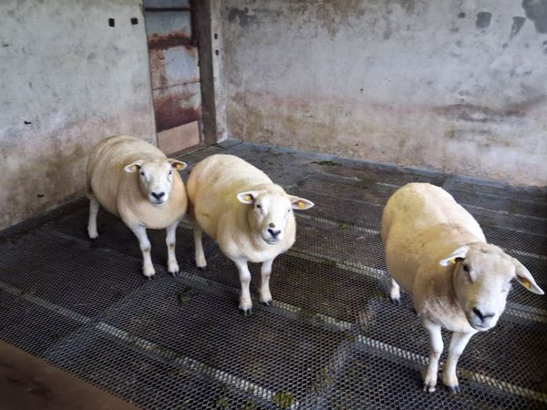 3 Super Texel Sheep, Second Crop - Main image