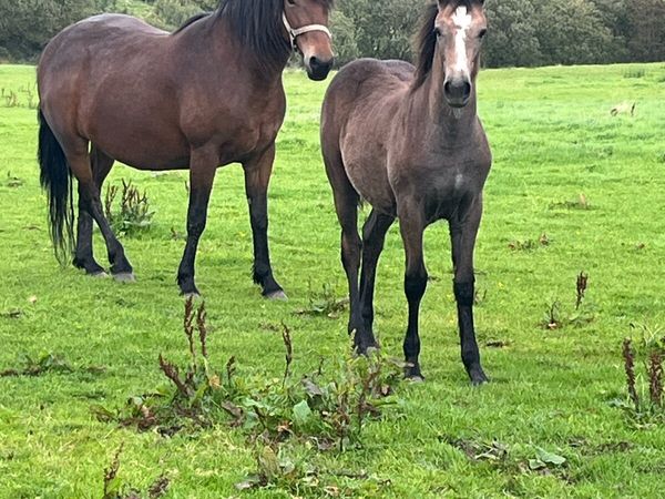 Connemara filly foal - Main image