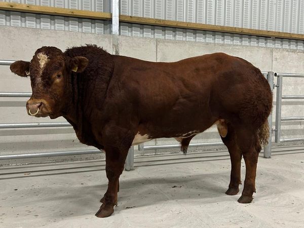 BB/LM Hybrid Bull - Main image