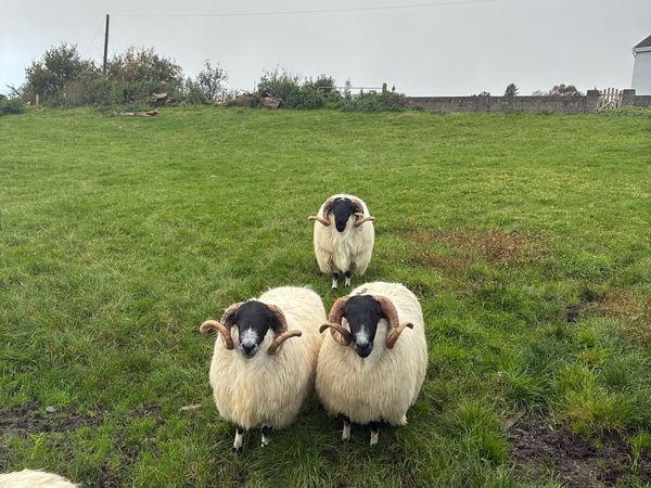 Scotch Hogget Rams - Main image