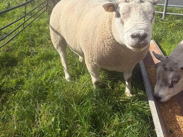 Beltex ram - Main image