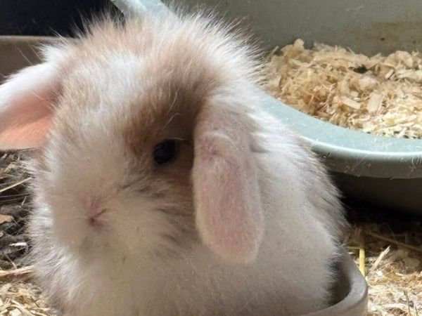 Mini lops - Main image