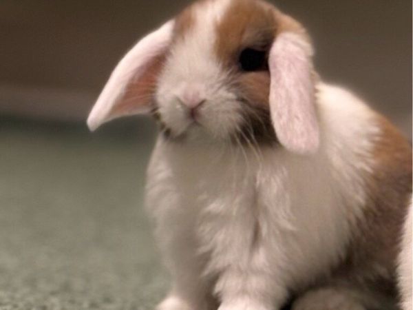 Mini lops - Main image