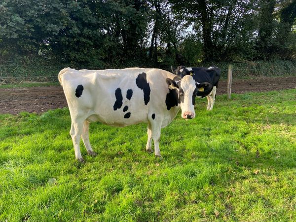2 VG Cows due to calf and 10 freshly calved cows - Main image