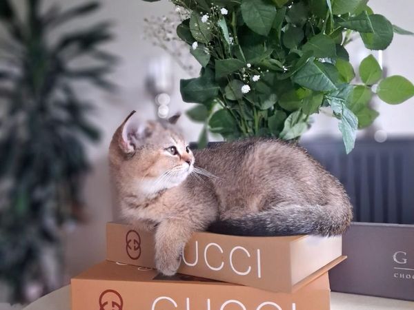 British  shorthair with WCH Lines - Main image