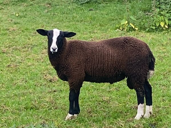Zwartble ram lamb - Main image