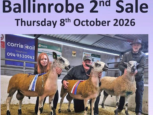 🌟🌟Bluefaced Leicester Rams - Main image