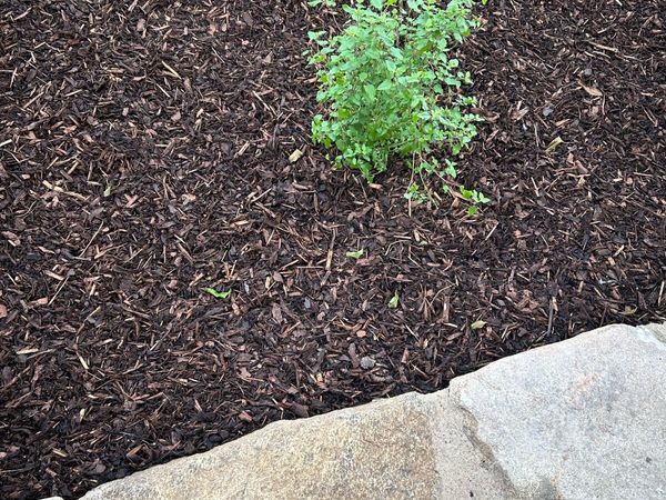 Bark mulch - Main image
