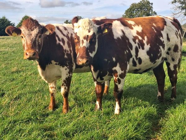 Springing heifers - Main image