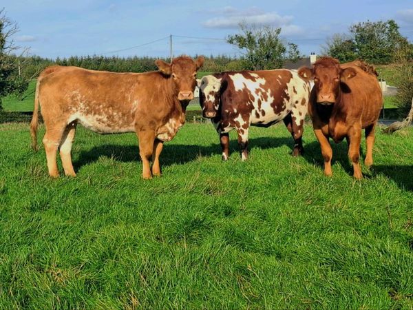 Springing heifers - Main image