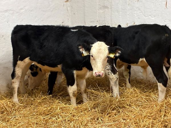 REAL PROPER HE BULL WEANLINGS - Main image
