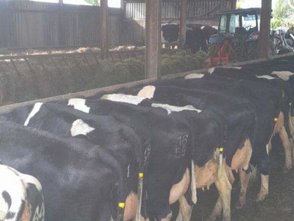 GORTALEA MART DAIRY SALE 7TH OCTOBER - Main image
