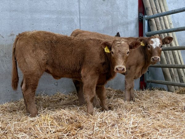 2 Charolais Heifers - Main image