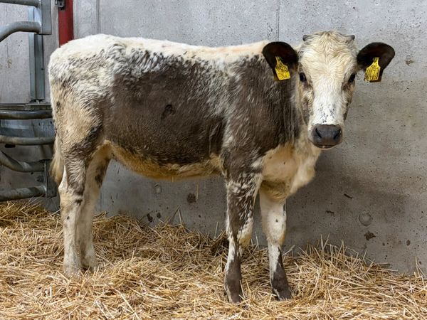 Roan Belgian Blue Heifer - Main image