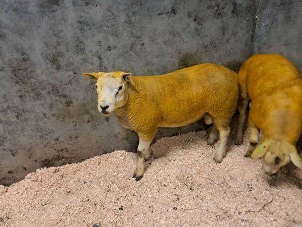 Sis registered hogget texel rams - Main image