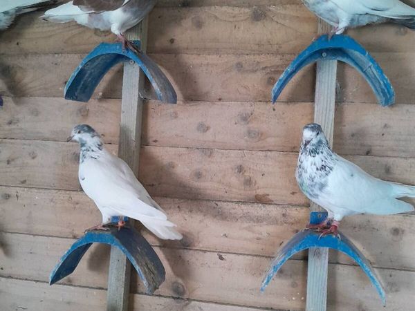 Good quality pigeons - Main image