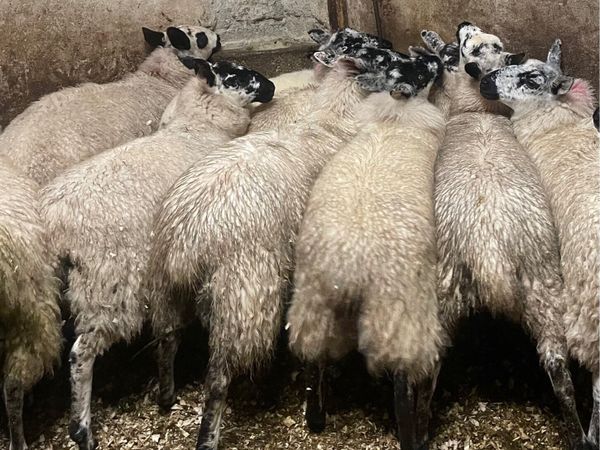 ⭐️EWE LAMBS ⭐️ - Main image