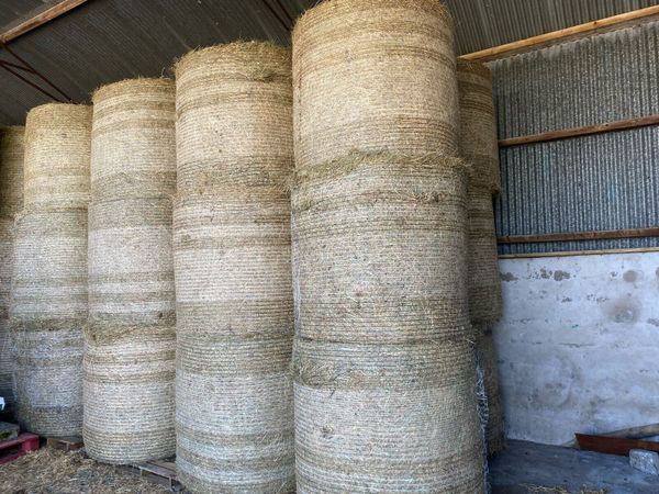 ** HAY ** - Main image
