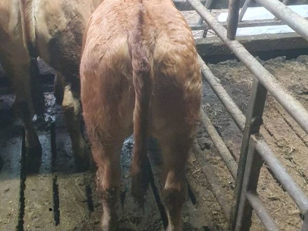 Lim weanling heifer - Main image