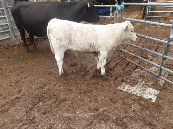 Sucklers with 3mth old calves at foot - Main image