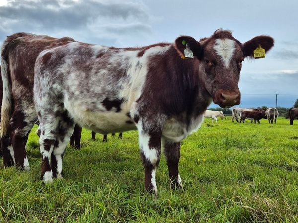 Purebred Shorthorn Heifers for Elphin Sale 10thOct - Main image