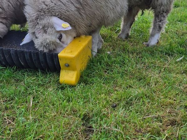 PBR Galway Ram Lambs - Main image
