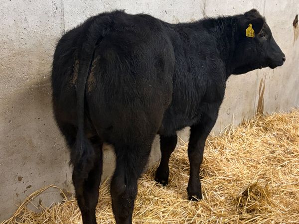 Outstanding Belgian Blue Heifer - Main image