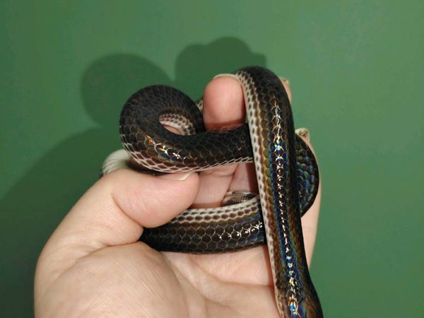 Reptiles - Main image