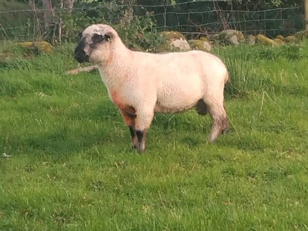 Purebred registered Hampshire down ram - Main image