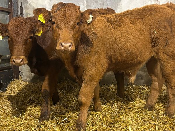 2 Quality Red Limousin Bull Wealings - Main image