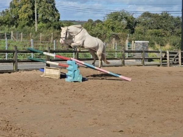 Future top track pony - Main image
