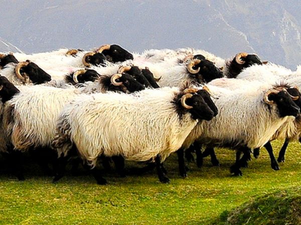 Show & Sale of mountain sheep @Coolaney Mart 10/10 - Main image