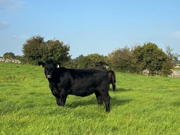 Pedigree Incalf Angus heifers - Main image