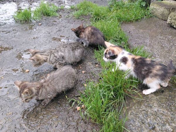 Kittens - Main image