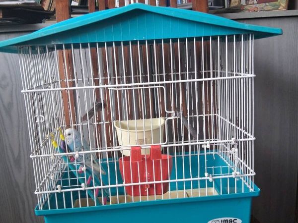Budgie and cage - Main image