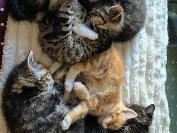 Kittens free to a good home - Main image
