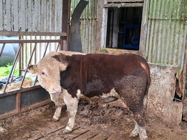 Hereford bull - Main image