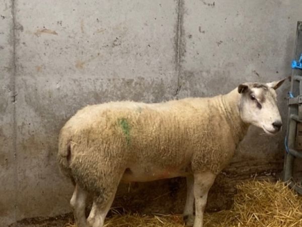 Abberfield ram - Main image