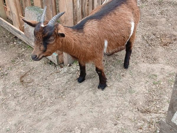Pygmy goats - Main image