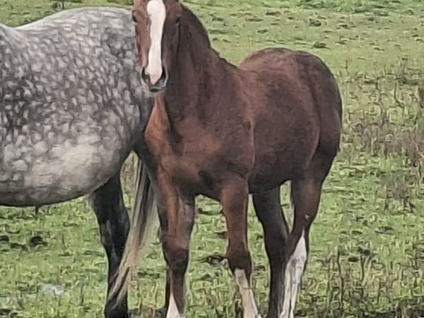 Irish draught filly foal - Main image