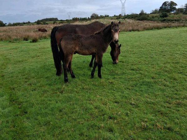 Connermara foal - Main image