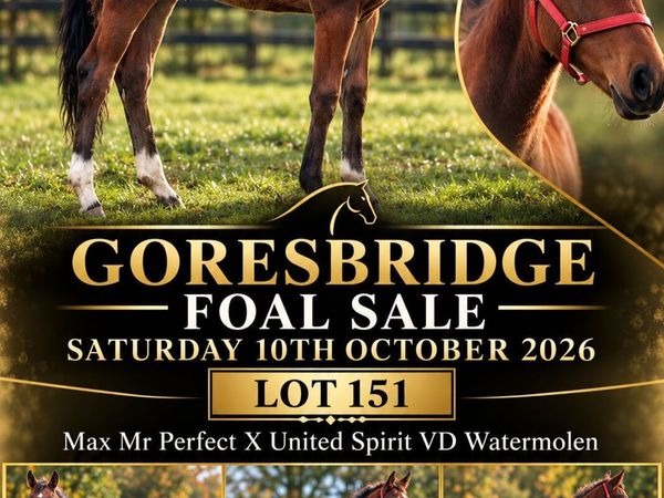 COLT Foal X United Spirit VD Watermolen - Main image