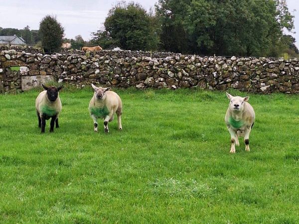 Rams for sale - Main image