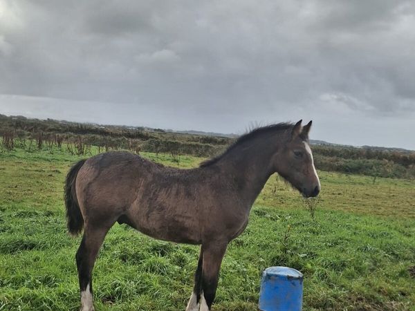 Irish draught colt foal - Main image