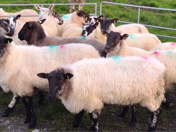 Hogget for sale - Main image