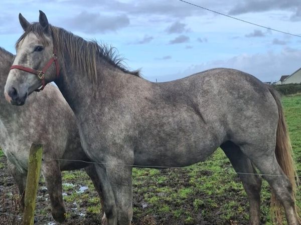 Irish draught filly - Main image