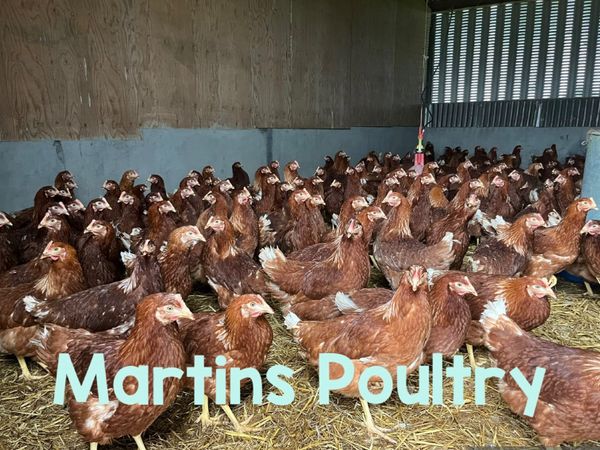 Delivering to Mayo Friday 9th October - Main image