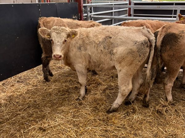 Charolais heifers - Main image