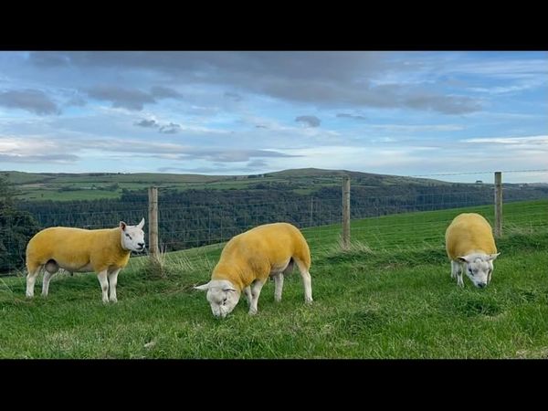 Texel shearling rams - Main image
