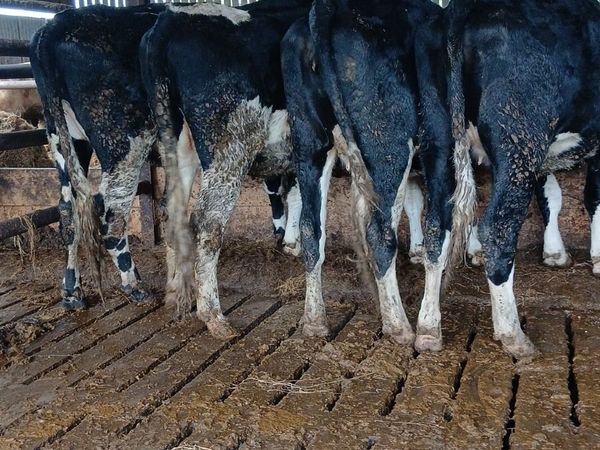 In calf Friesian Heifers - Main image